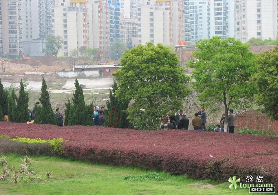 該圖紅圈的位置是 M Y 女所站的位置 都是在大樹(shù)后面 站在上面是很難看到的