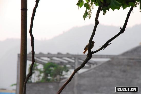 地震來(lái)臨前的寧靜(圖1)