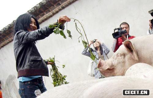 張曼玉喂豬迎奧運