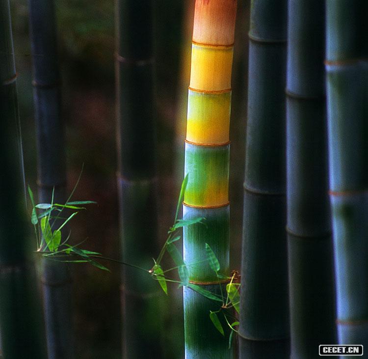 二等獎 蒲文川 節節高 (圖5)