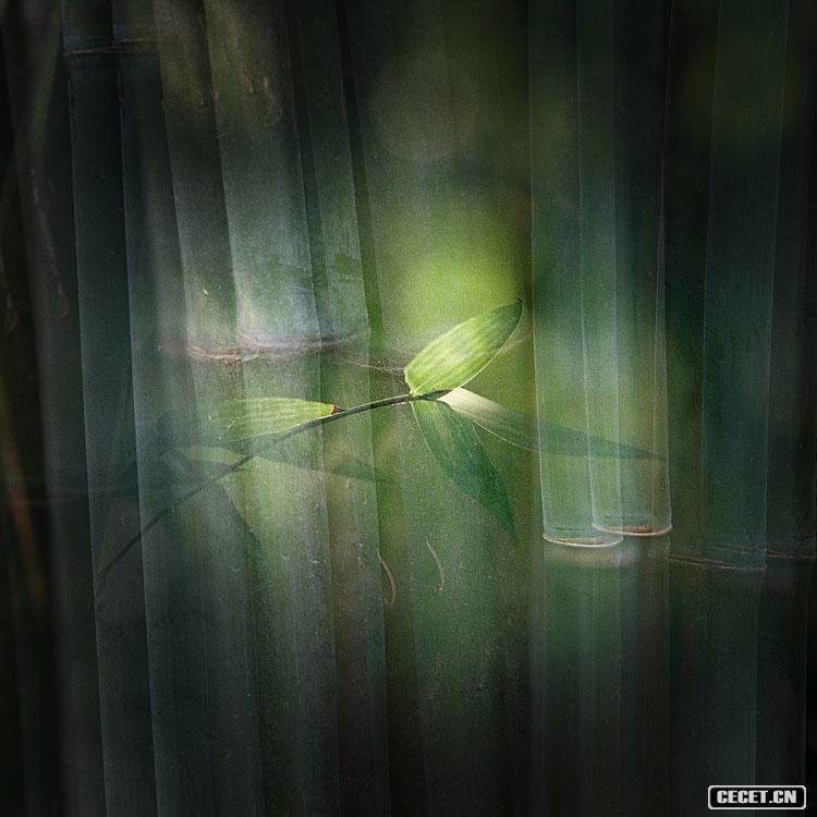 三等獎 靈竹意影之2(系列組照) (圖8)