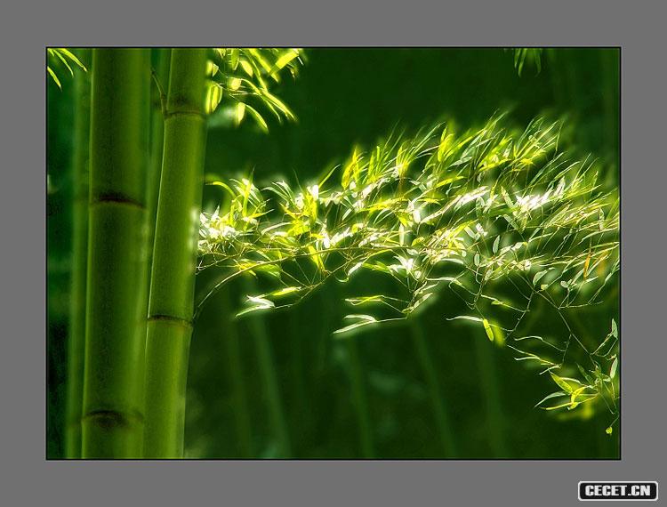 三等獎 邊偉虎 修竹神韻 (圖7)