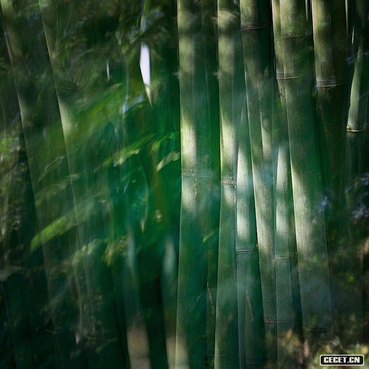 三等獎 靈竹意影之6(系列組照) (圖9)