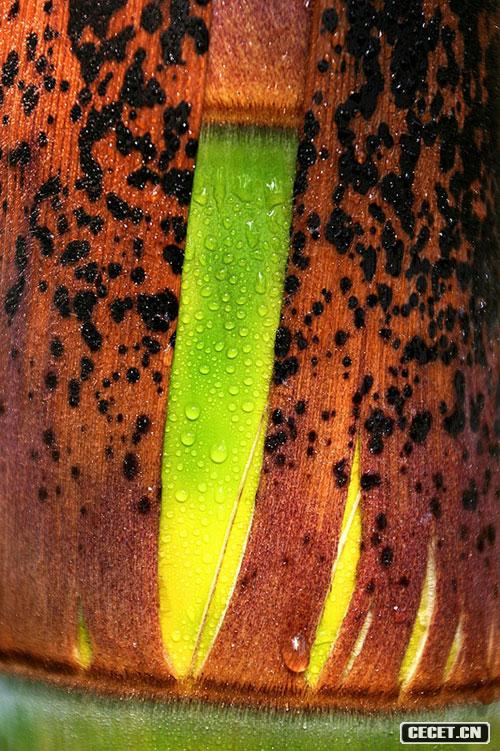 三等獎 秦盱豐 綠苞初解 (圖11)