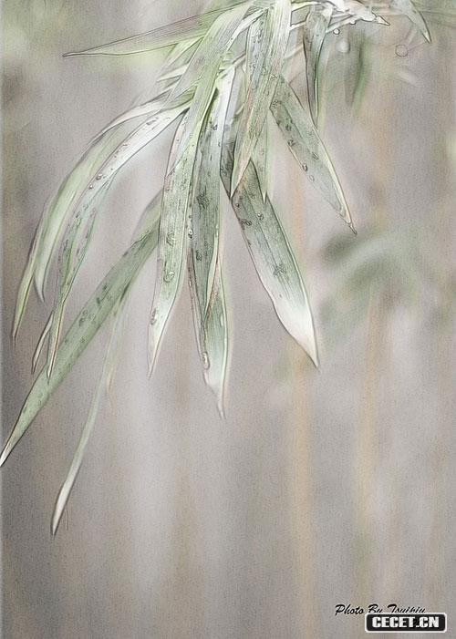 三等獎 隋彪 竹影婆娑 (圖12)