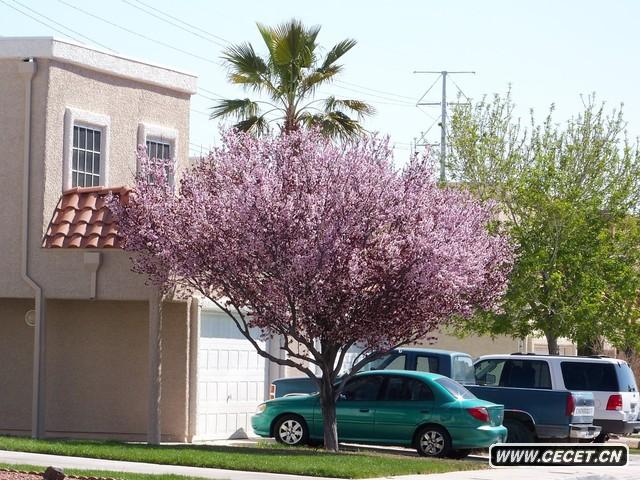 拉斯維加斯郊外風(fēng)景