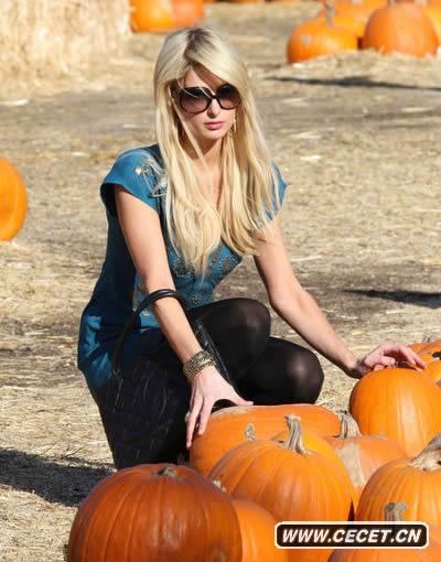 希爾頓南瓜地拾趣