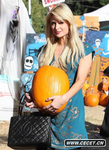 希爾頓南瓜地拾趣